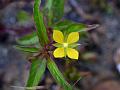 Perennial Water Primrose